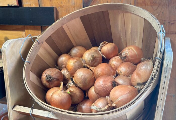 Basket of Onions - Ellsworth Farm Market - near Medina, New York