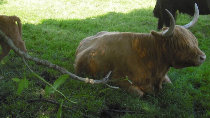 Highland Coo